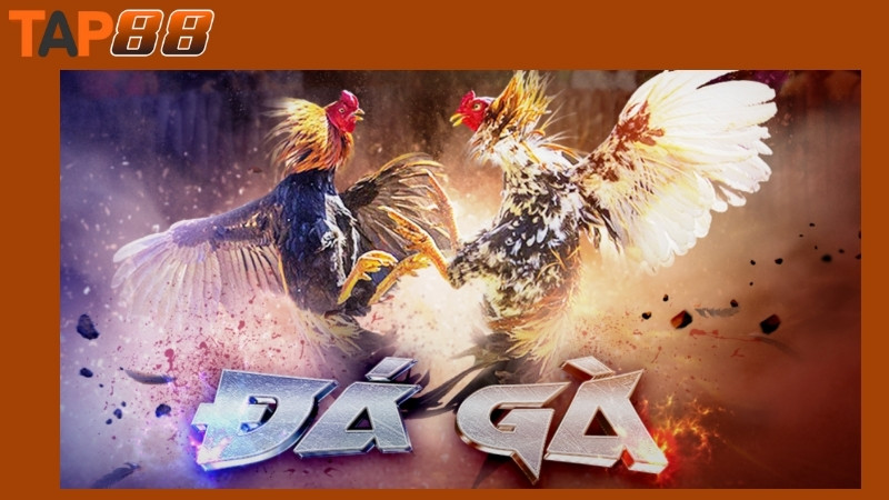 Ưu điểm của sảnh đá gà Tap88